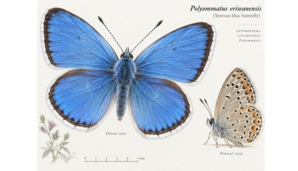 mariposa azul de armenia cop 17