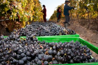 uvas areni